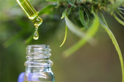 CBD εναντίον THC: Όλα όσα πρέπει να γνωρίζετε